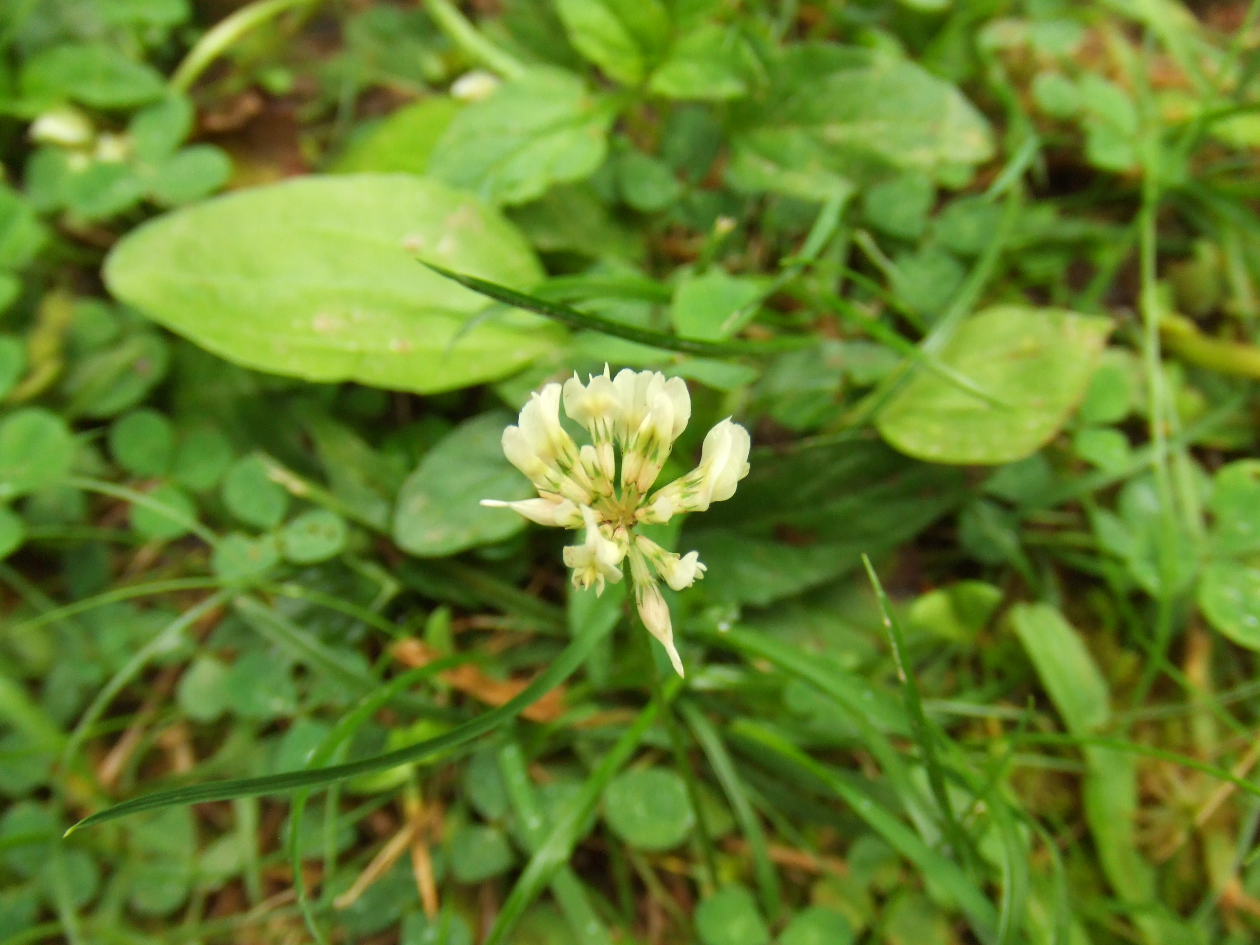 DSCF3278